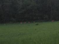 Summer 010 Goddamn deer at home
